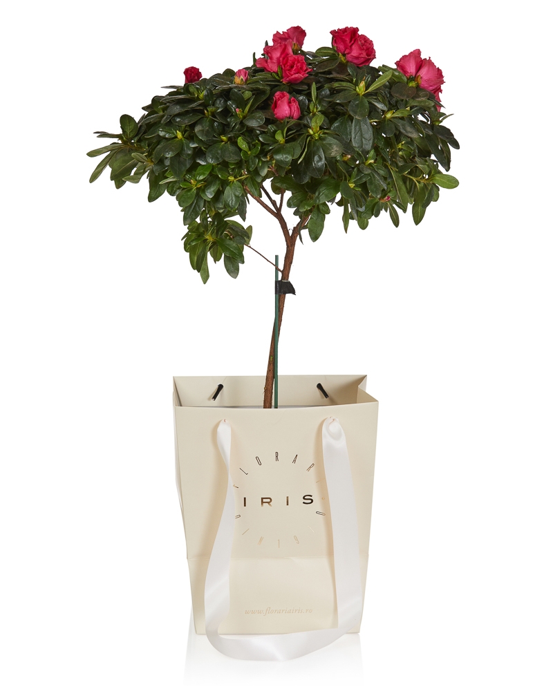 Planta azalee rosie via Iris