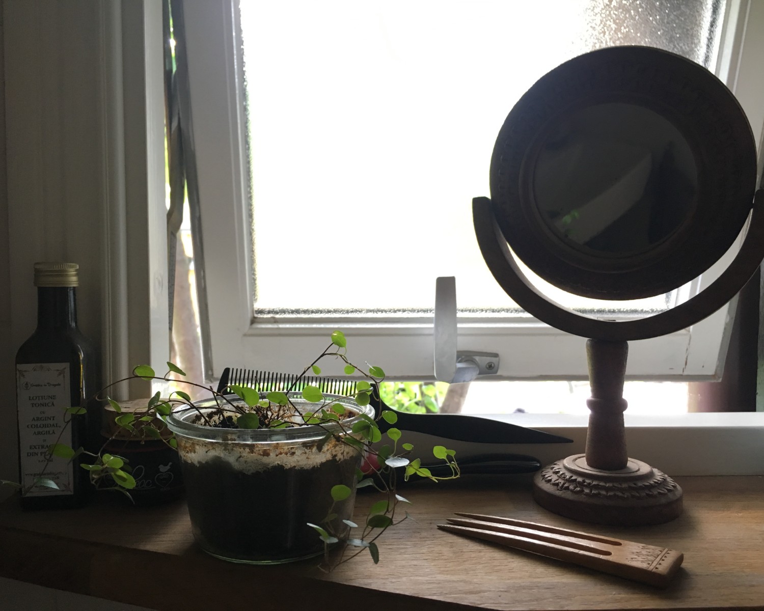 plante la baie fereastra