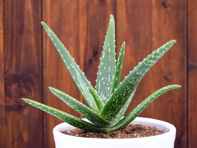 plante de apartament rezistente Planta Aloe