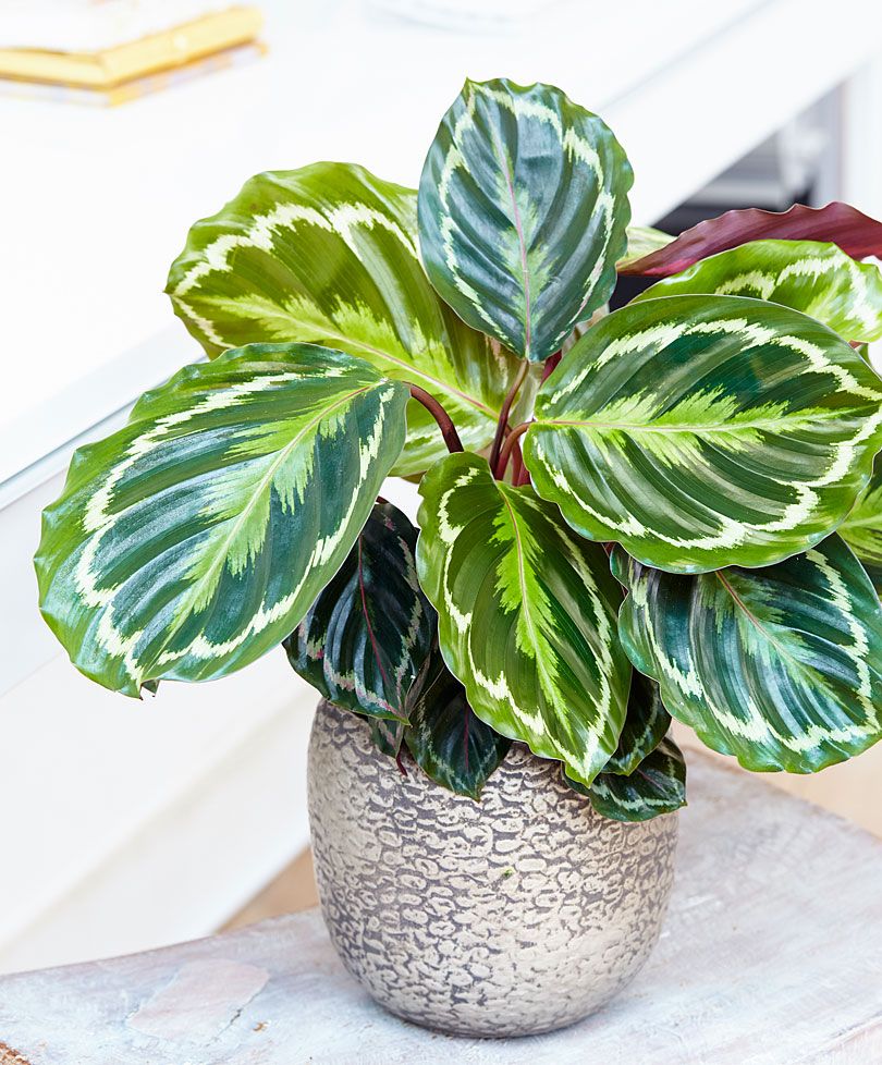 Plantă Calathea