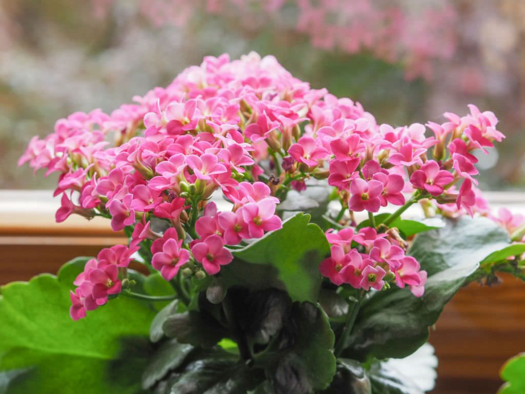 Plantă Kalanchoe