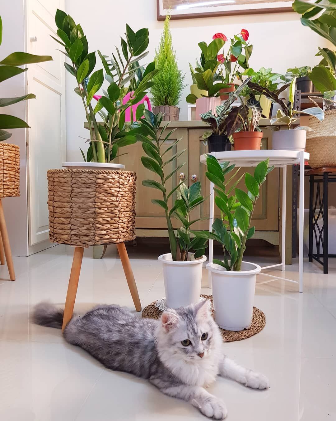 Plantă ZZ