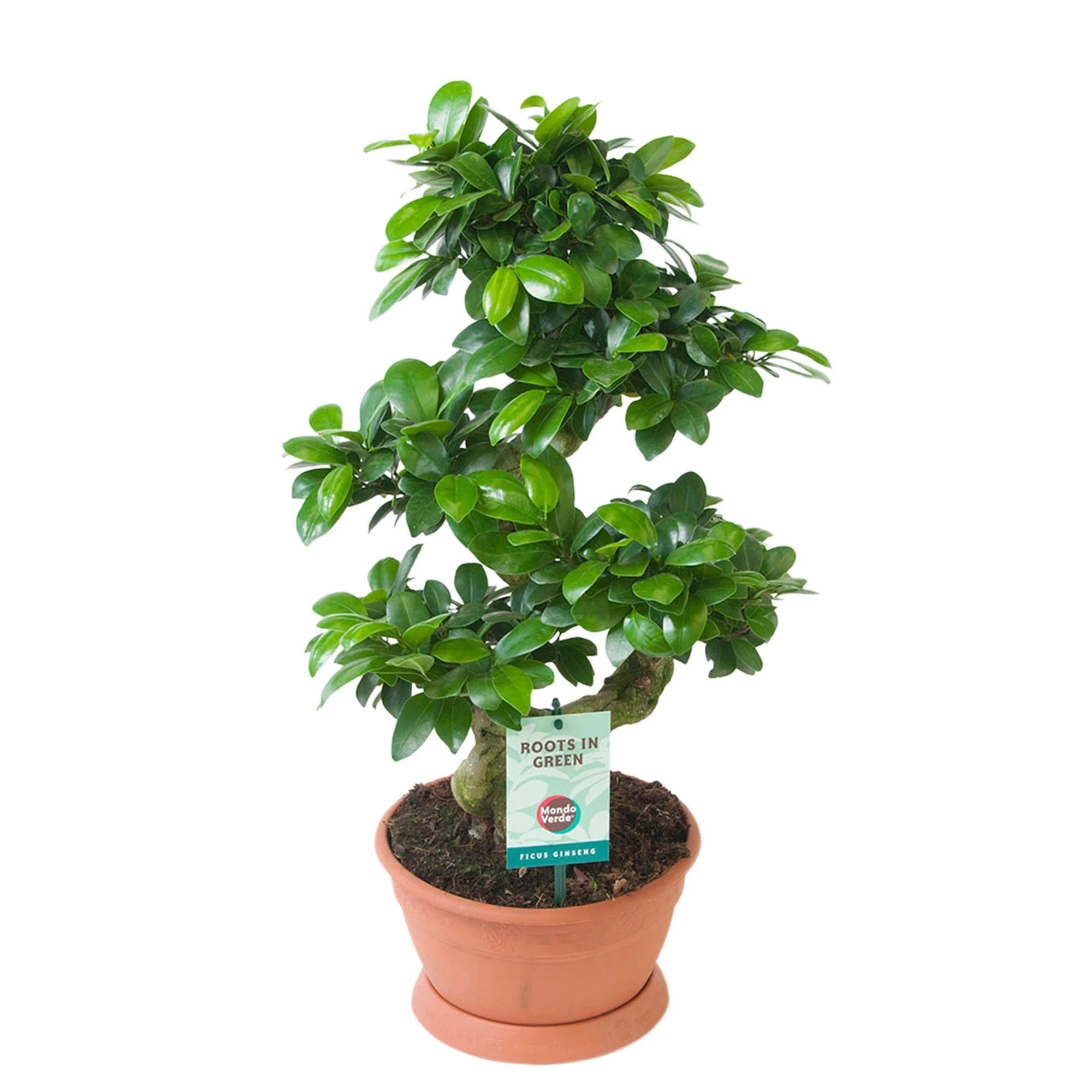bonsai ginseng in forma de s