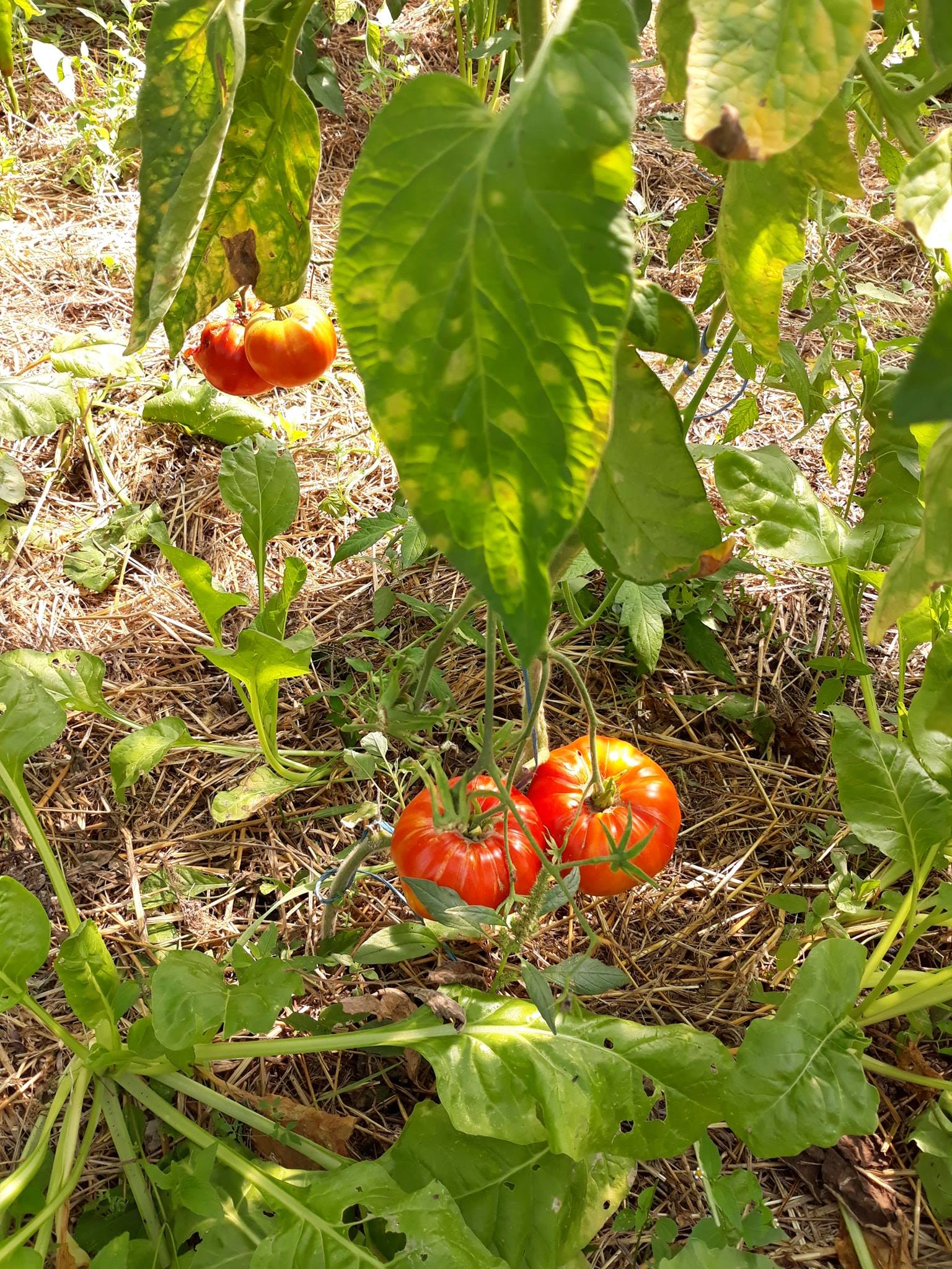 mulci gradina 