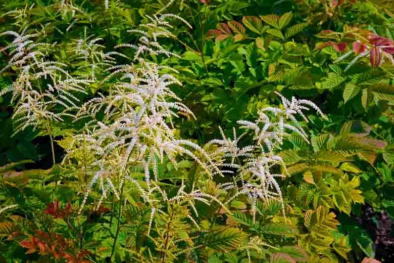 Aruncus “Horatio” 