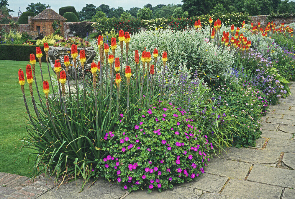 Planta Kniphofia “Nobilis”