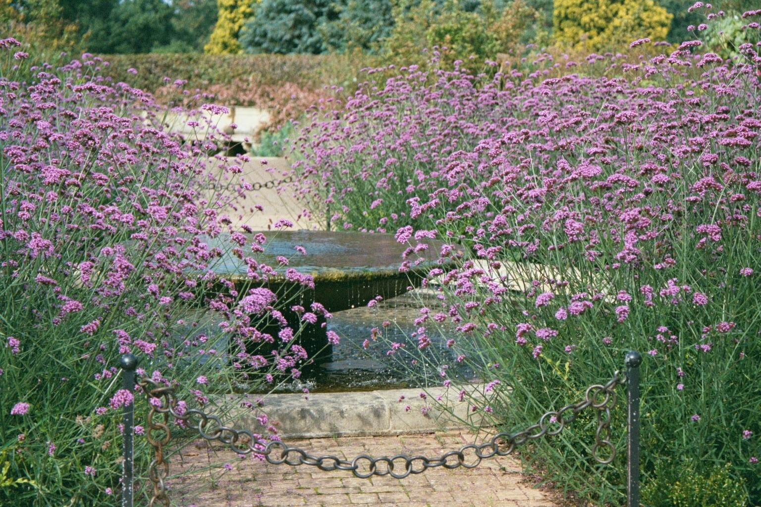 Planta Verbena bonariensis