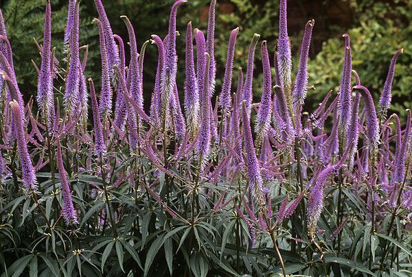 Veronicastrum “Fascination”1