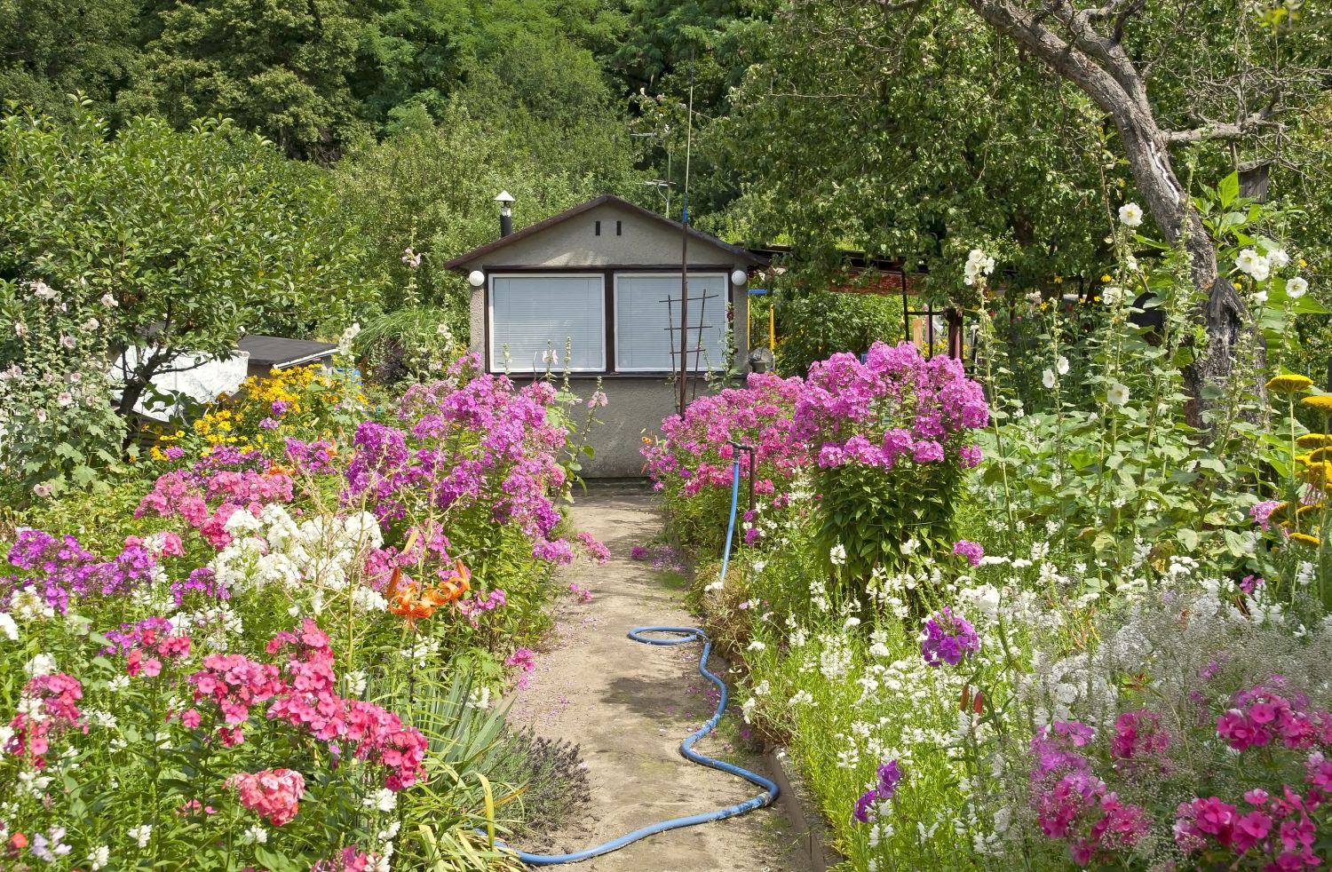 amenajare gradina cottage