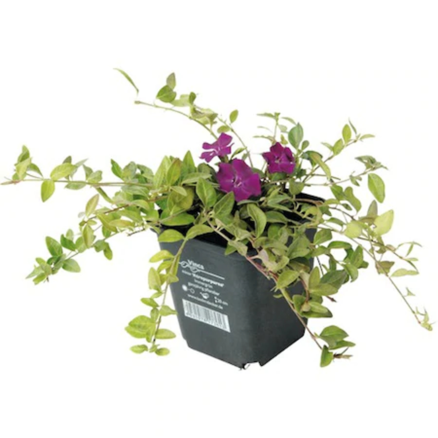 floare vinca minor