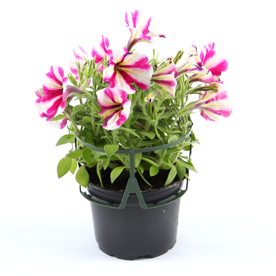 flori pentru balcon 2