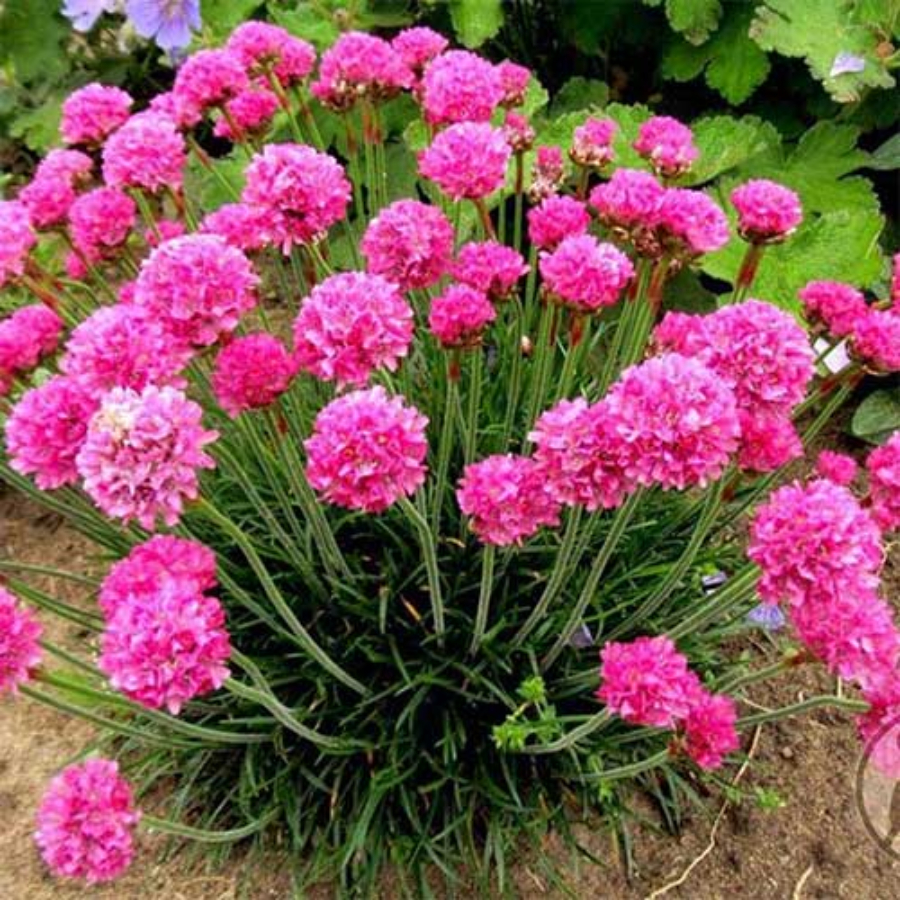 flori pentru balcon armeria maritima rosea