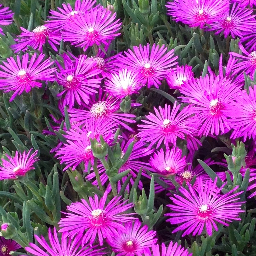flori pentru balcon delosperma flori de gheata