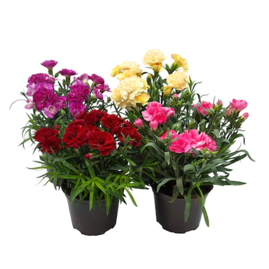 garofite balcon
