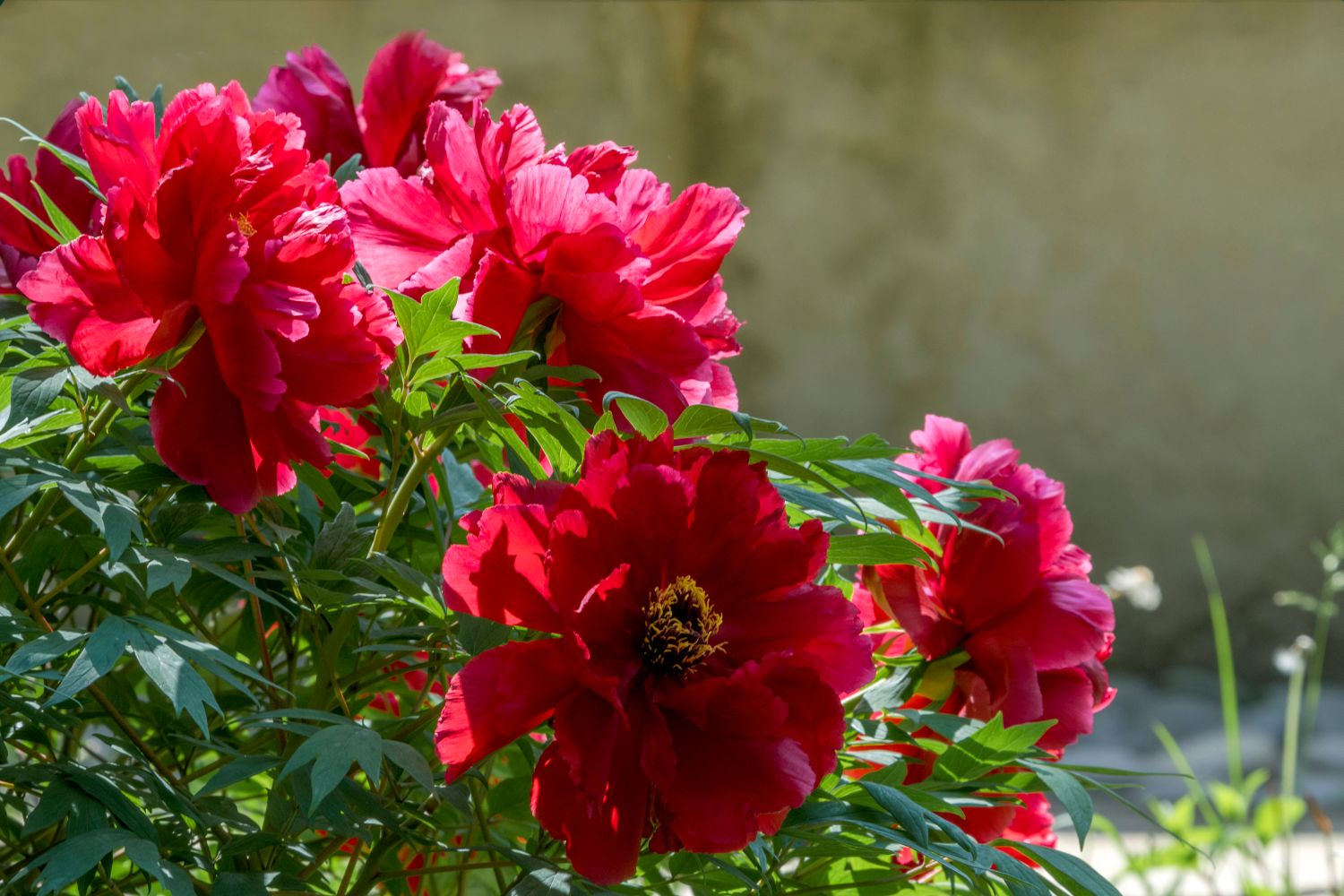 Paeonia suffruticosa