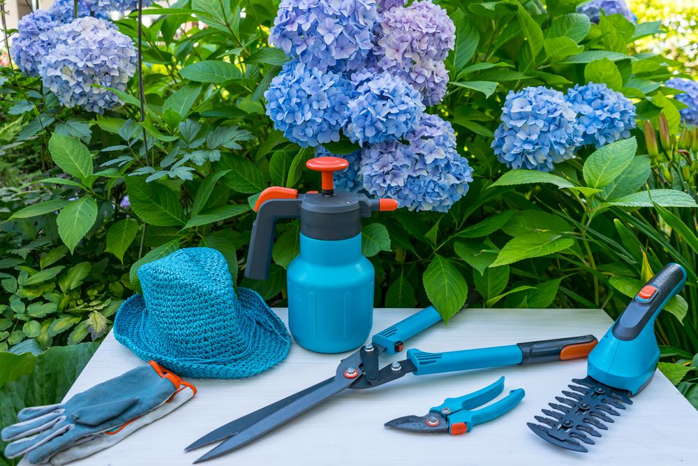 Hortensia îngrijire