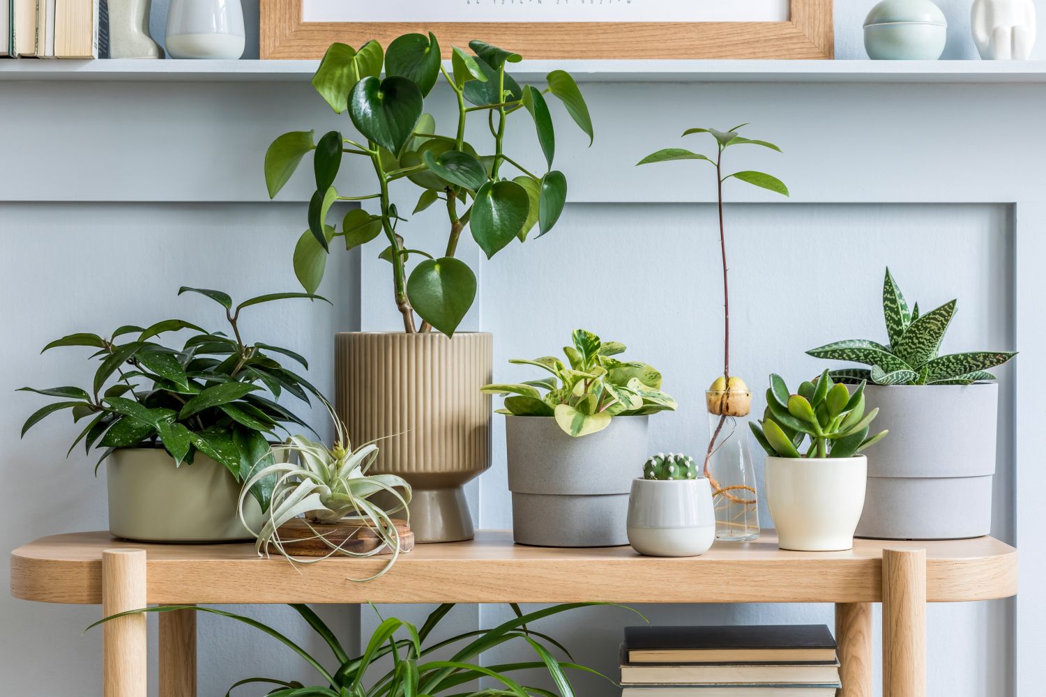 ghivece plante apartament