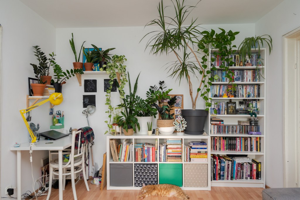 plante apartament