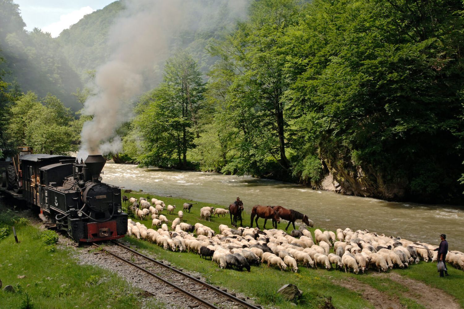 Turmele de oi sunt obișnuite, deja, cu trecerea faimoasei locomotive cu aburi