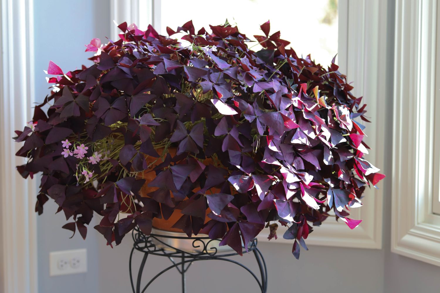 Oxalis,Triangularis,,Purple,Shamrocks,Are,Both,An,Indoor,And,Outdoor