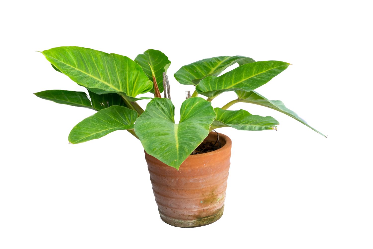 philodendron plante nepretentioase