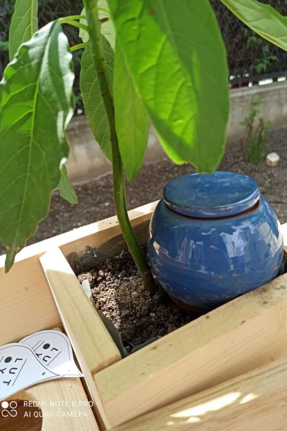 planta-avocado-sistem-lotuya