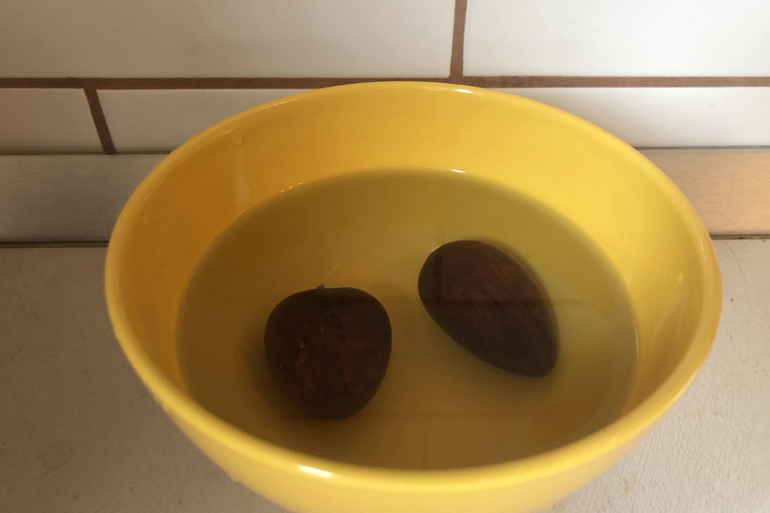 planta_avocado_sâmburi