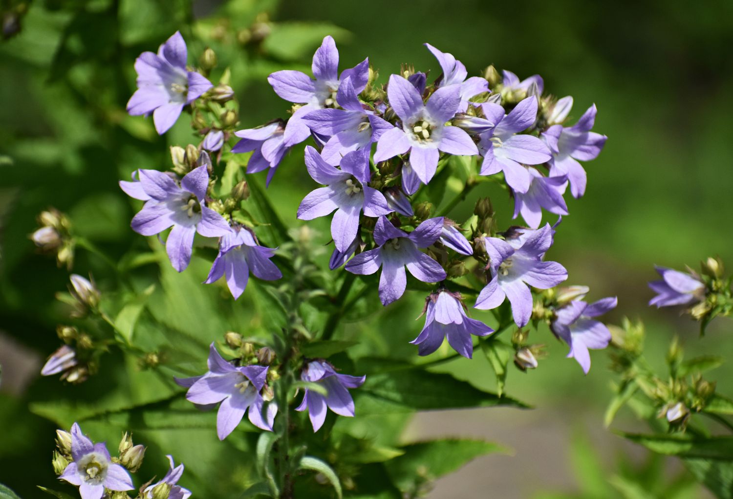 campanula flori de gradina care infloresc tot anul