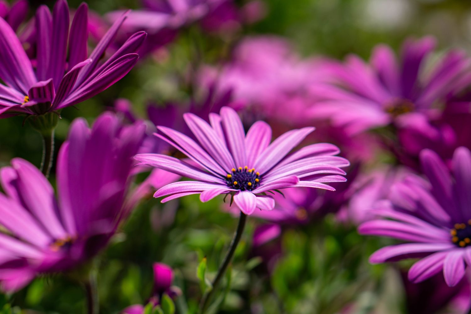 margareta africana flori de gradina care infloresc tot anul