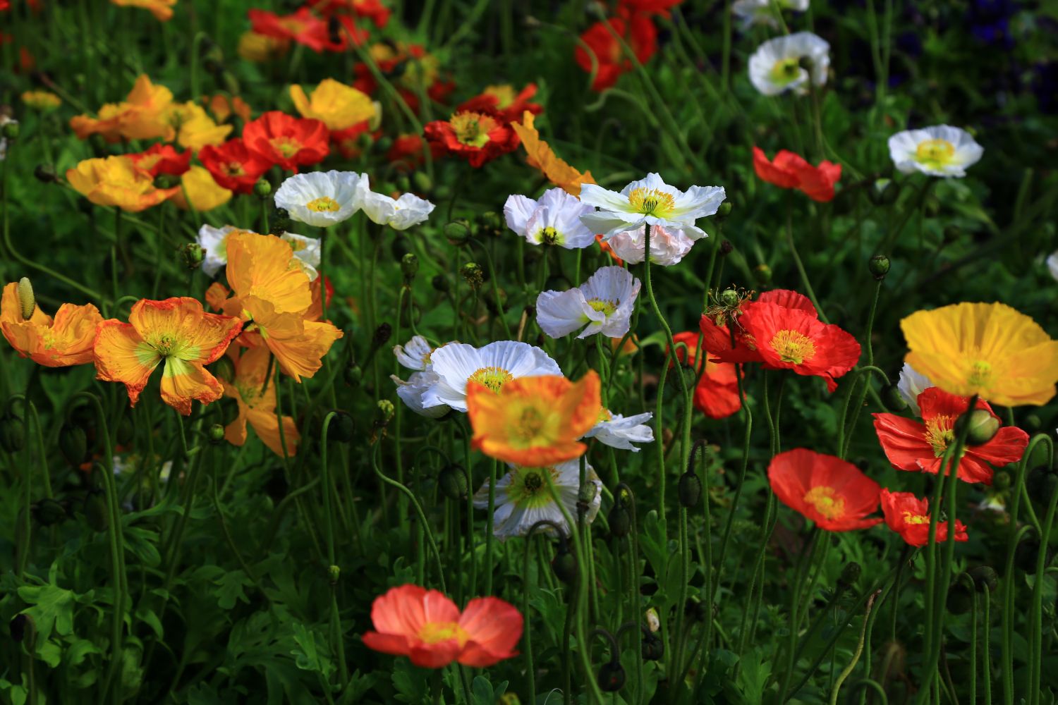 plante_de_grădină_care_înfloresc_tot_anul_anemone