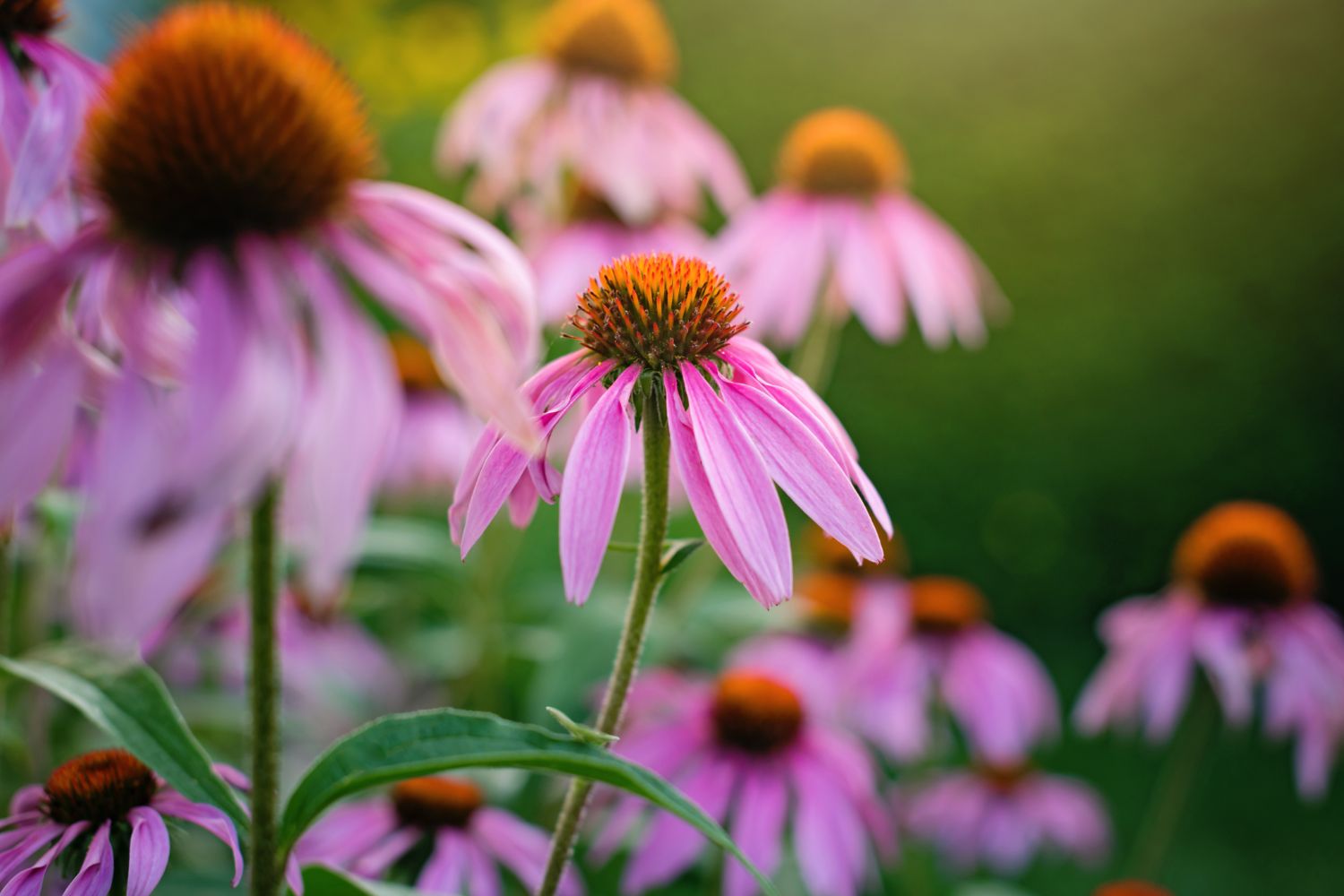plante_de_grădină_care_înfloresc_tot_anul_echinacea