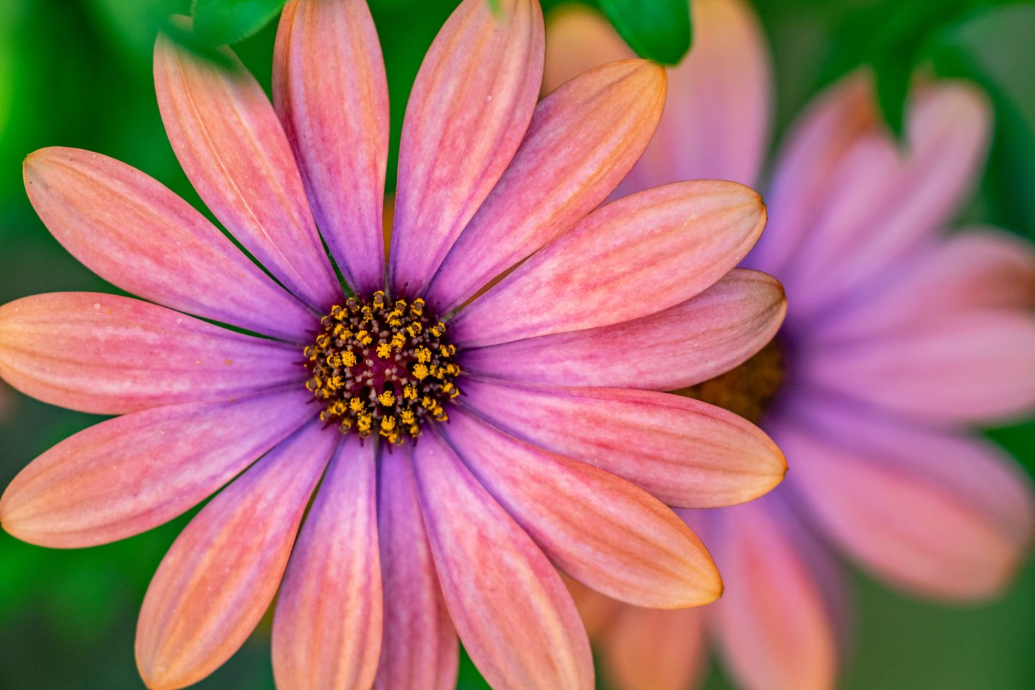 plante_de_grădină_care_înfloresc_tot_anul_gaillardia