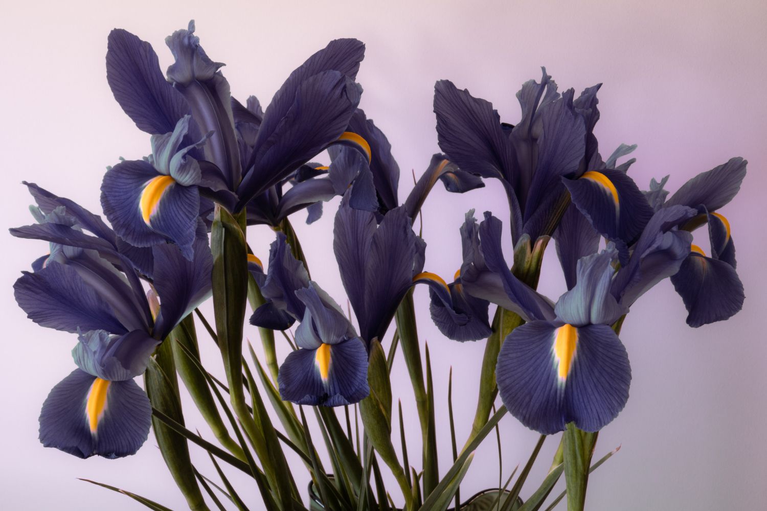 plante_de_grădină_care_înfloresc_tot_anul_iris