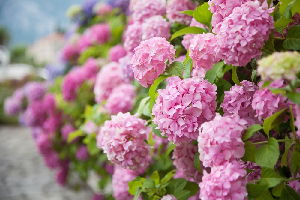 Hortensie roz