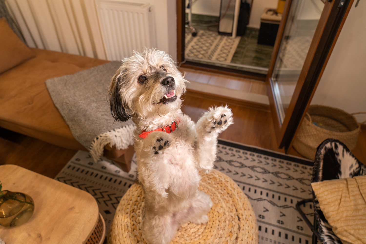 The dog s home