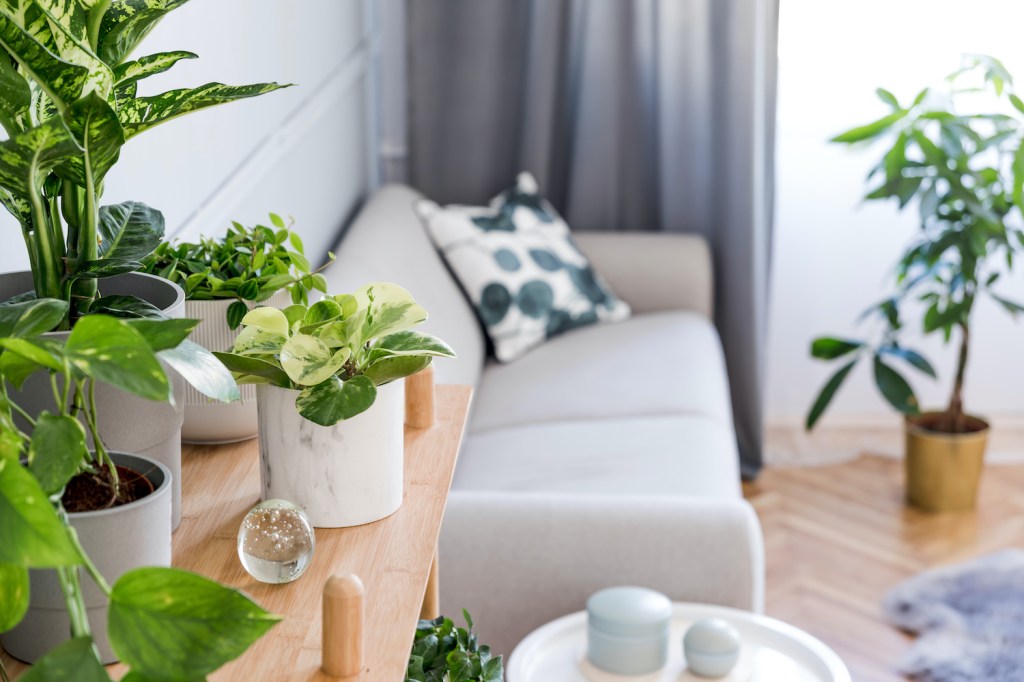 plante decorative