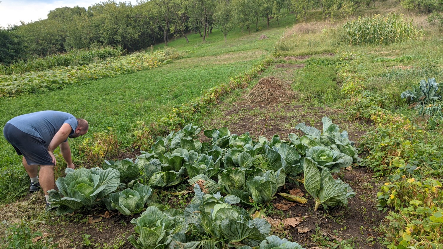 Bursucu’ în grădina din jurul casei