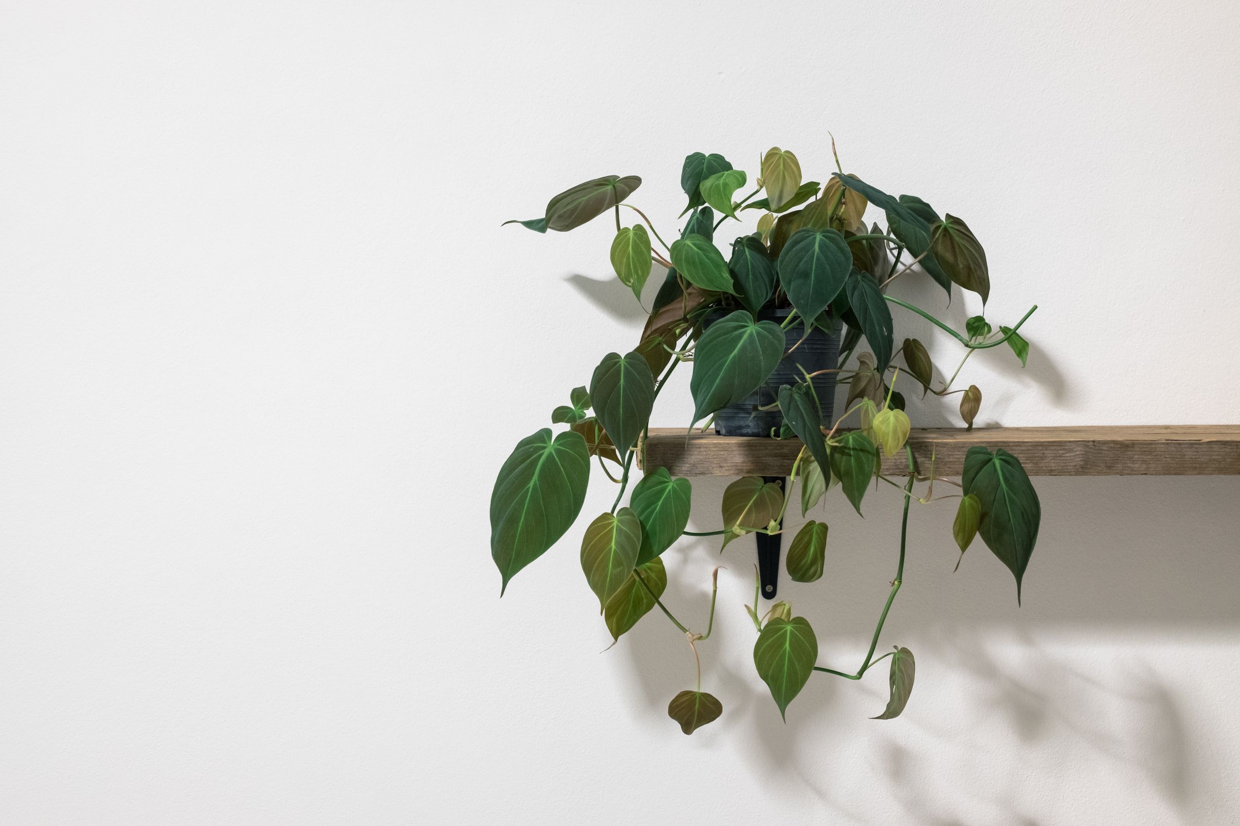 plante care nu au nevoie de lumina filodendron planta