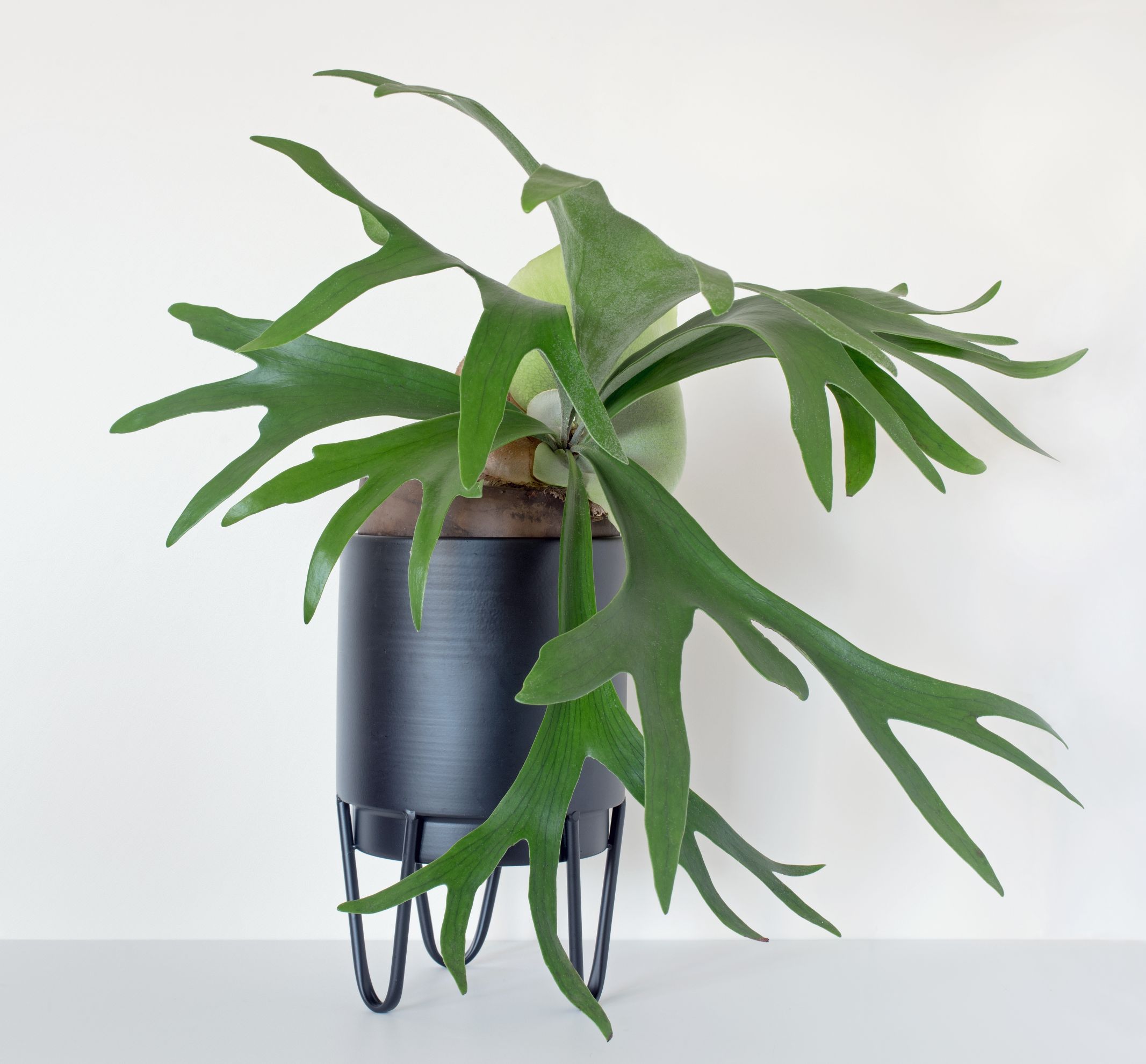 plante care nu au nevoie de lumina feriga