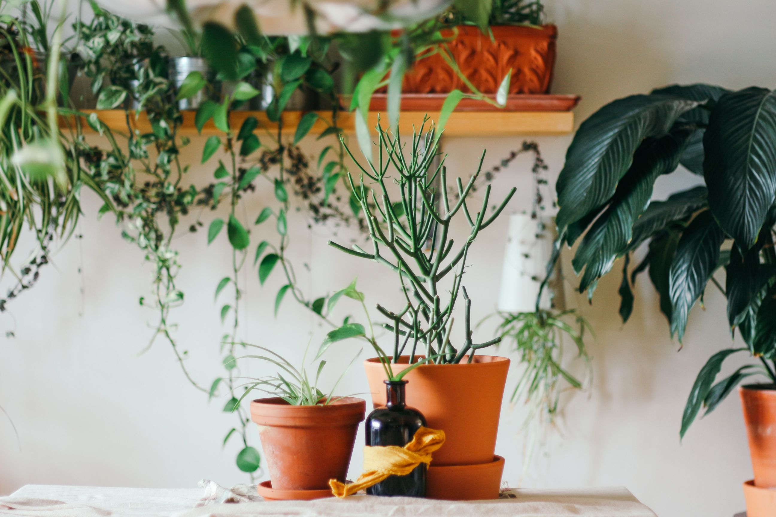 udare plante interior