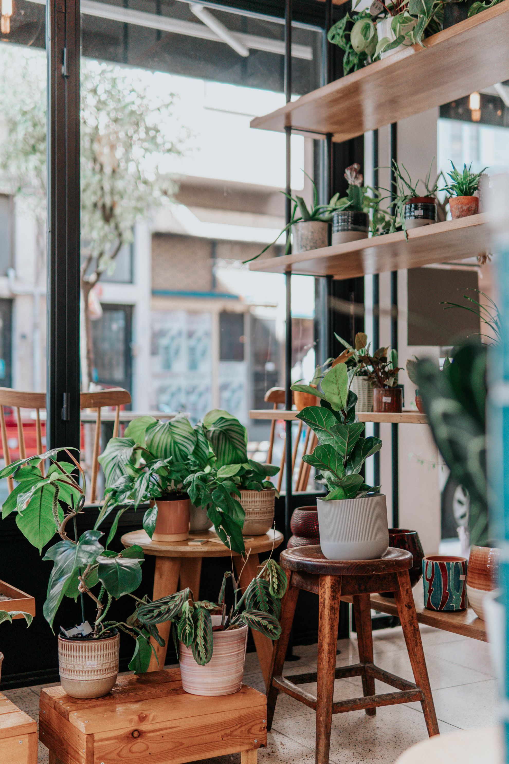 plante verzi de apartament 