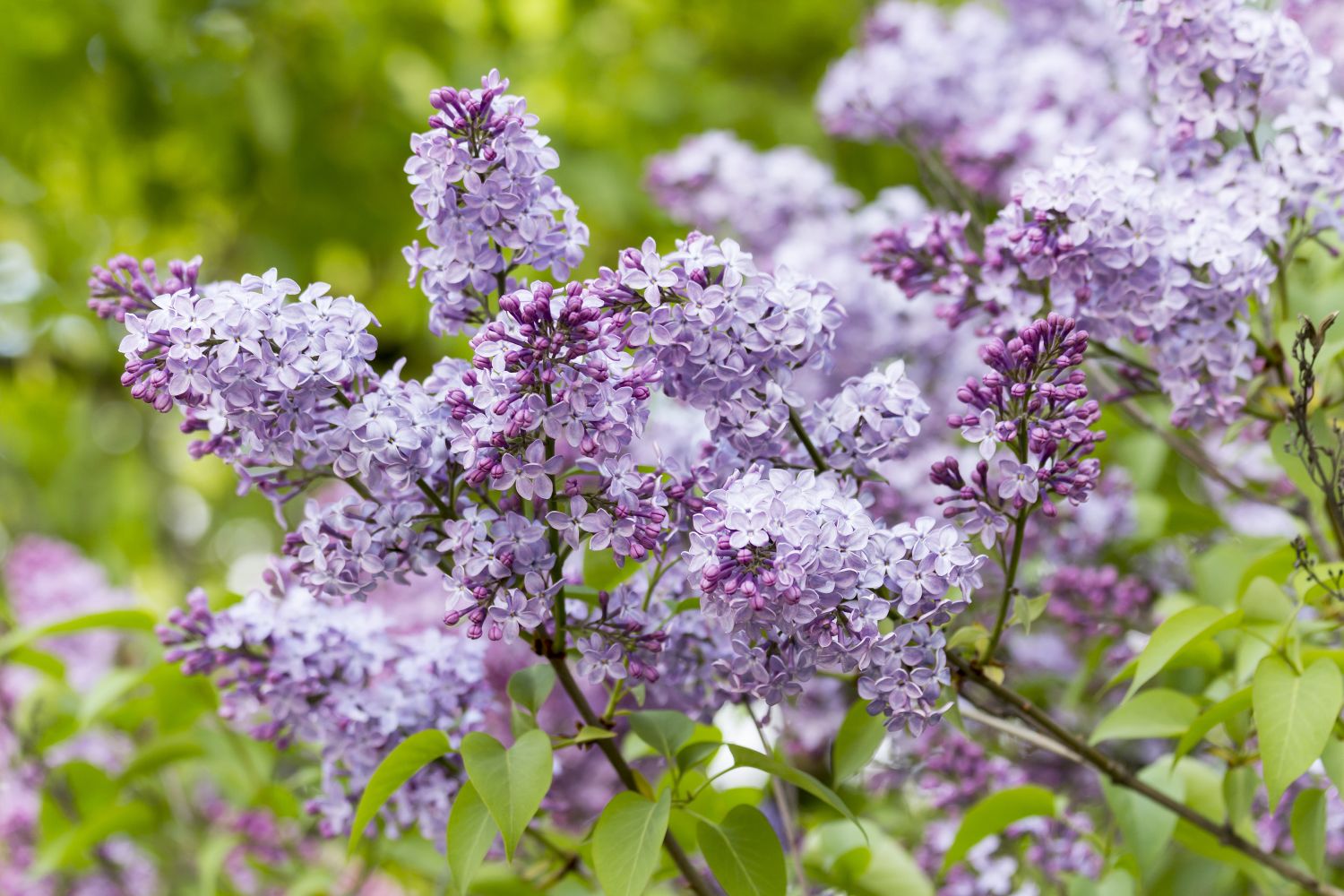 plantare liliac