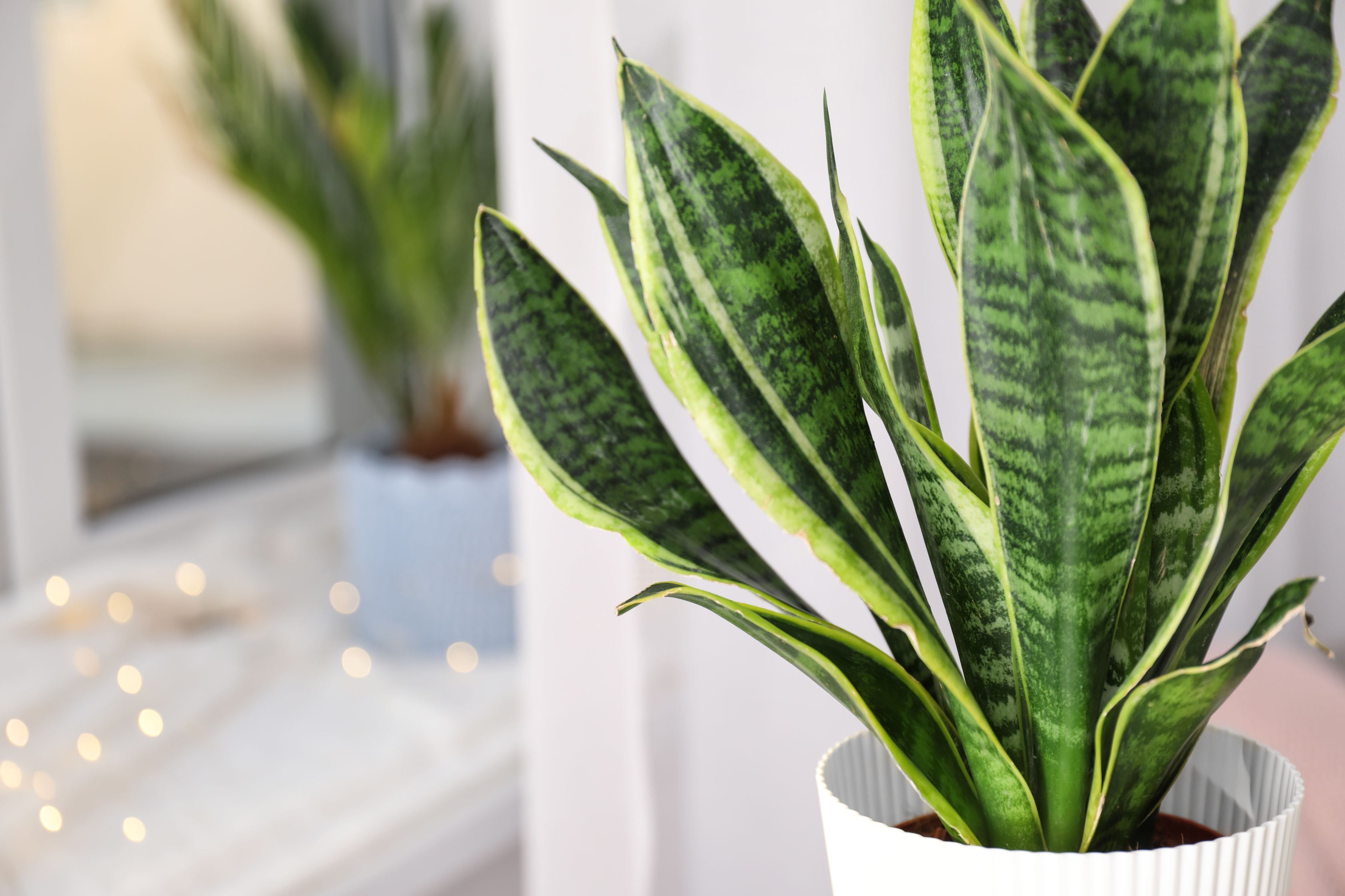 planta limba soacrei