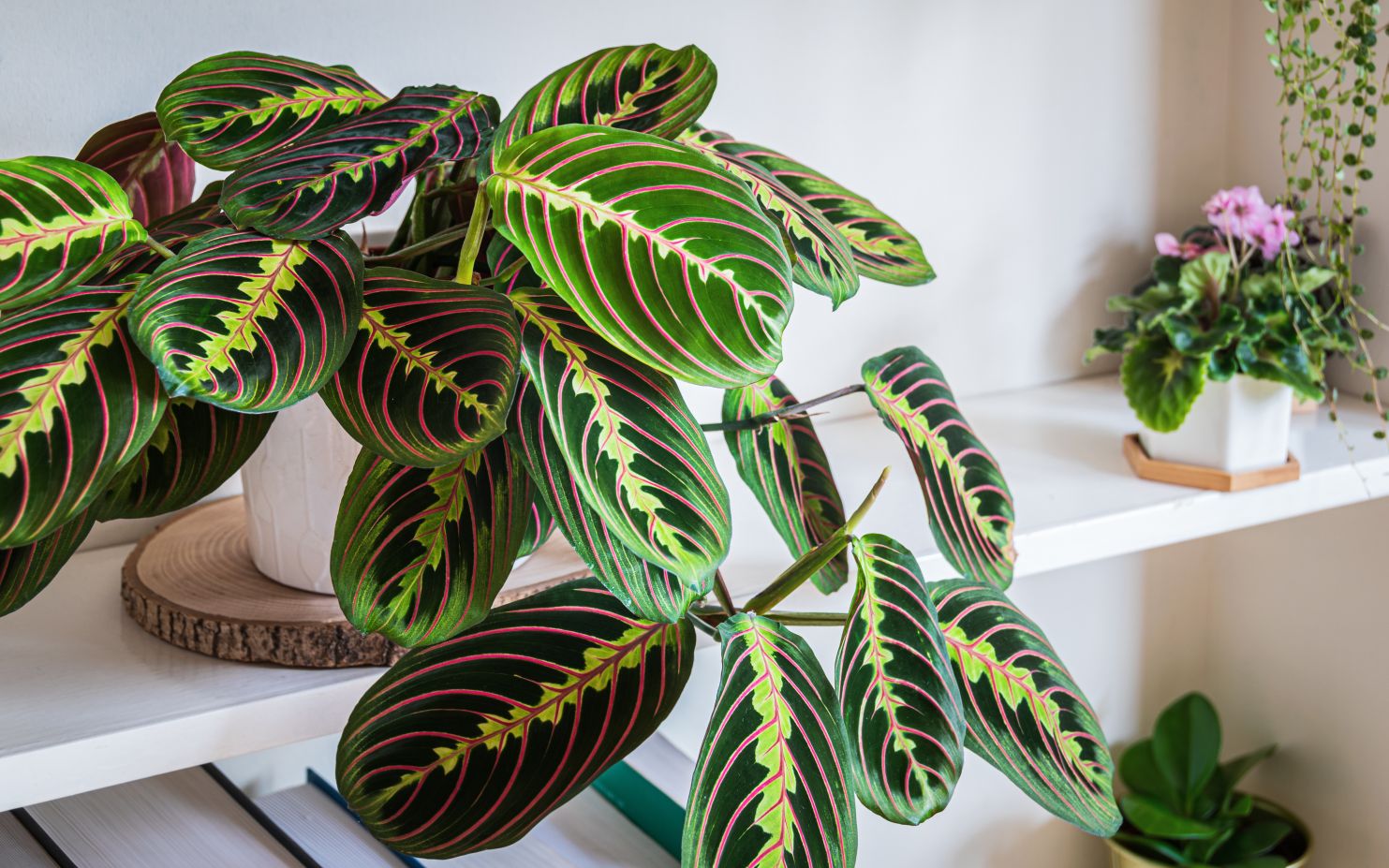 plante care nu au nevoie de lumina planta de rugaciune