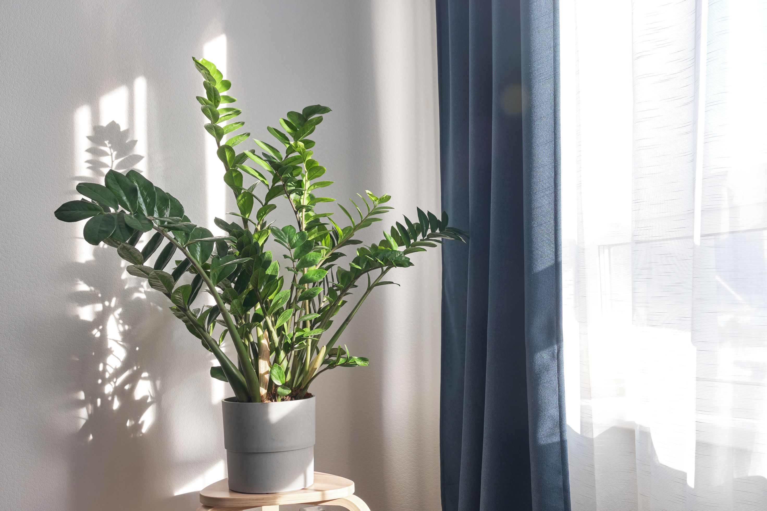 planta zz lumina