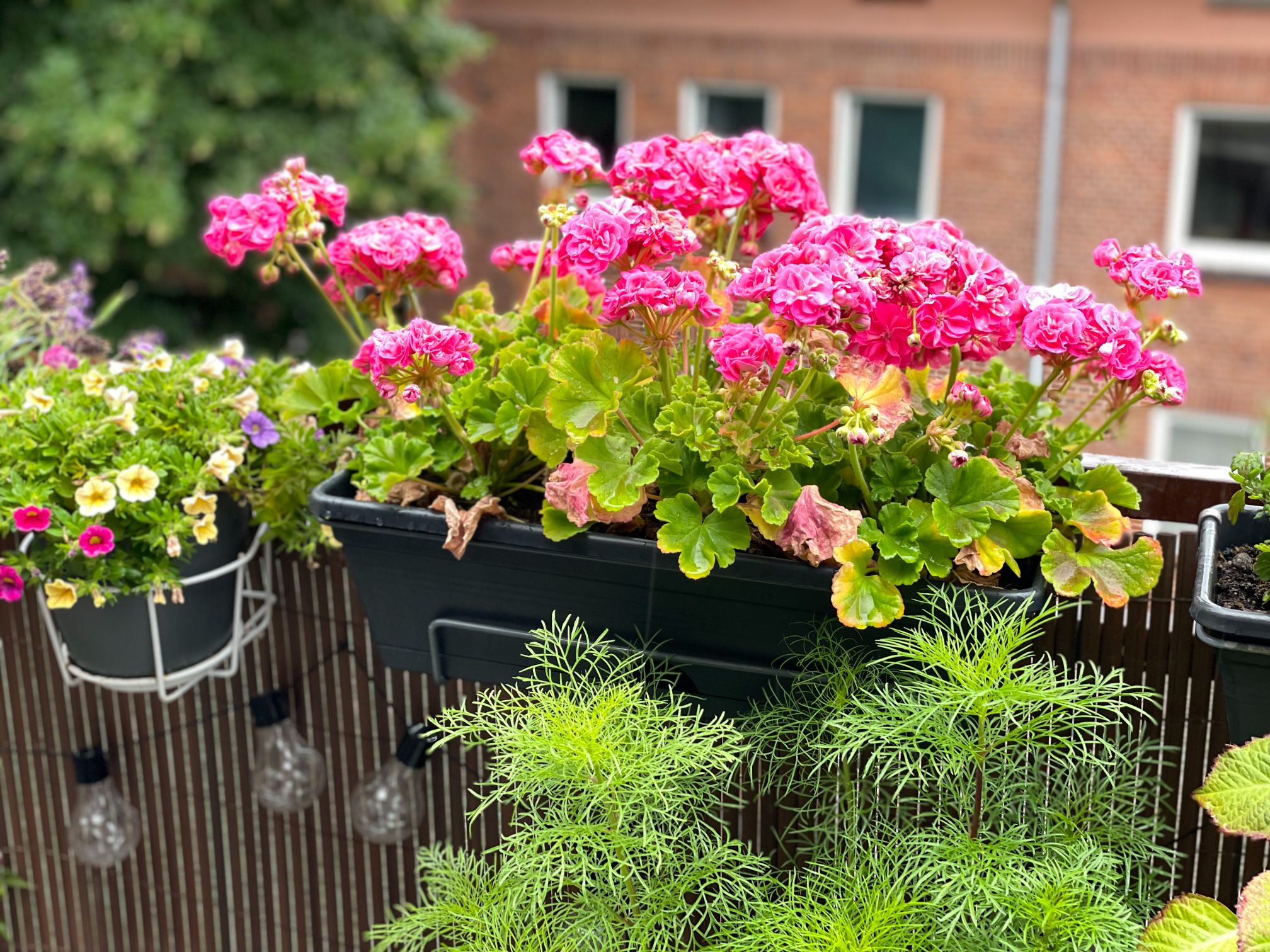 cand se scot muscatele afara pe balcon