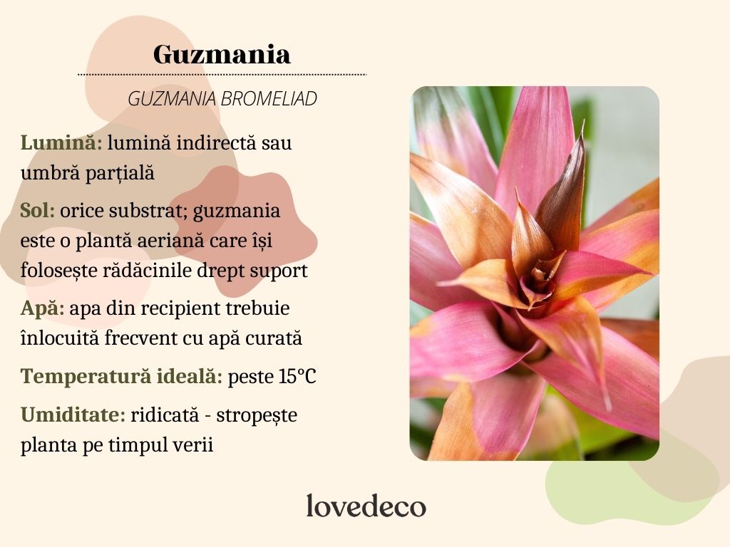 guzmania grafic