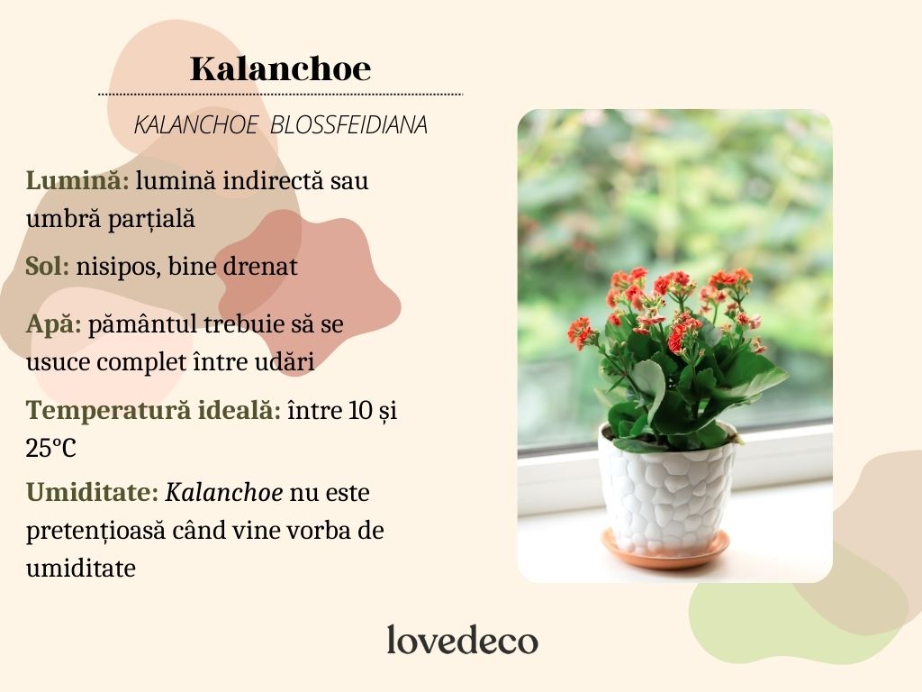 Kalanchoe