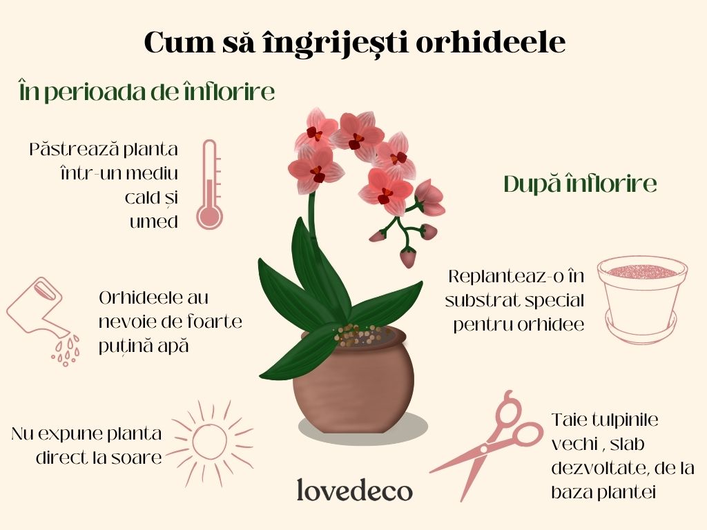 orhidee grafic