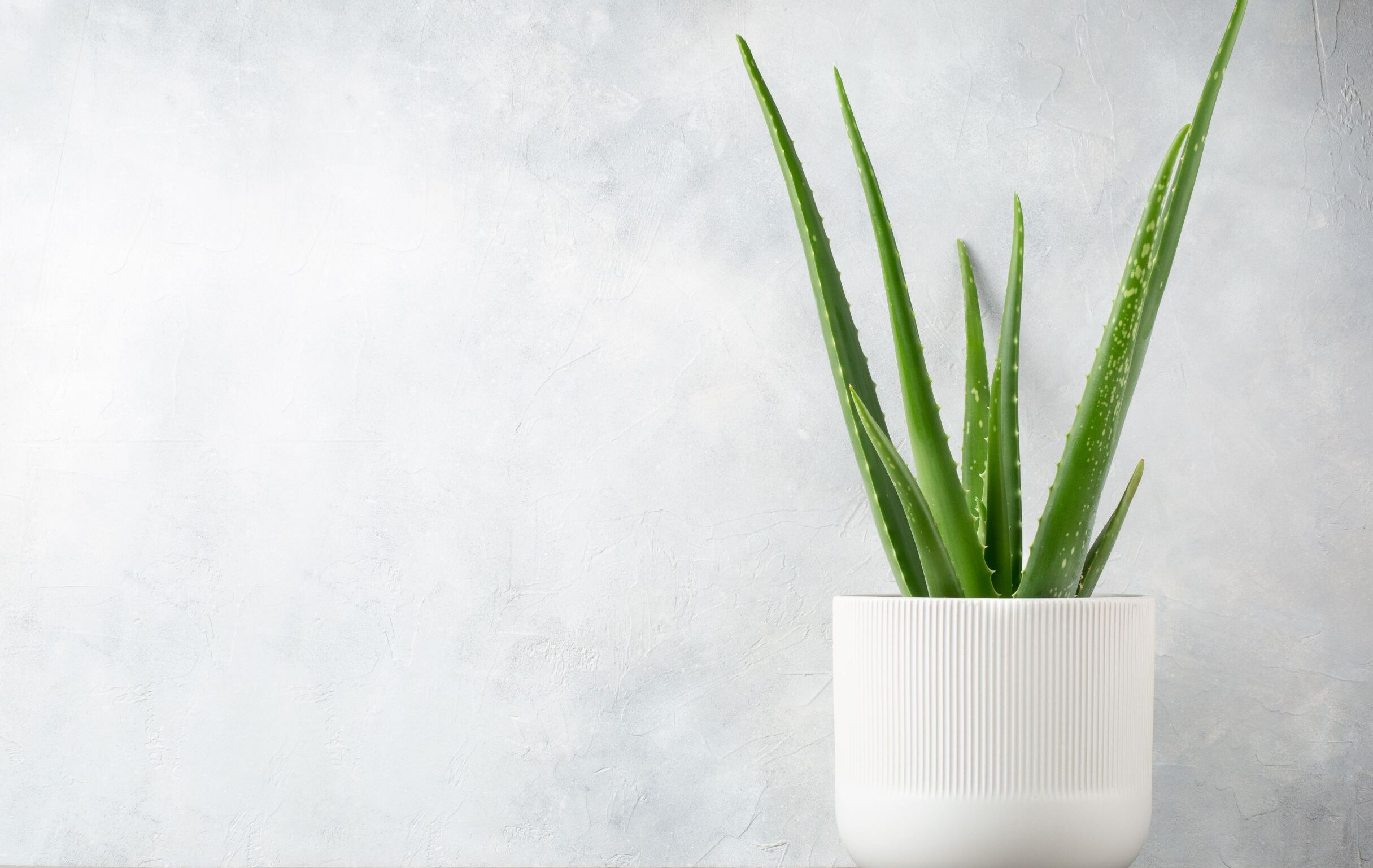 aloe vera ghiveci main